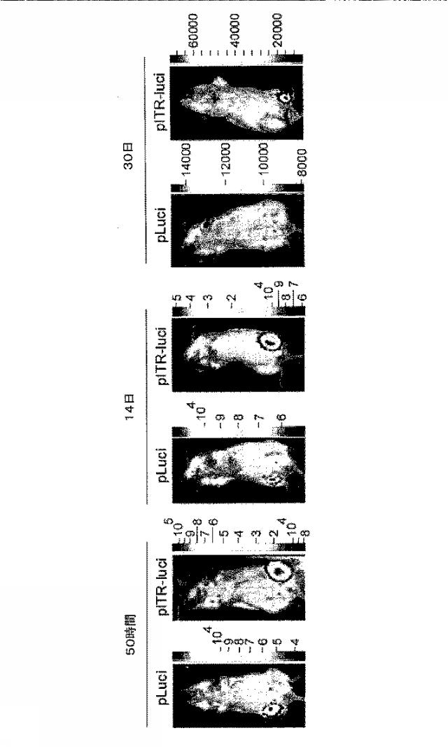 5951909-バクテリオファージＴ４ＤＮＡパッケージングマシンを用いた遺伝子およびタンパク質のインビトロおよびインビボ送達 図000026