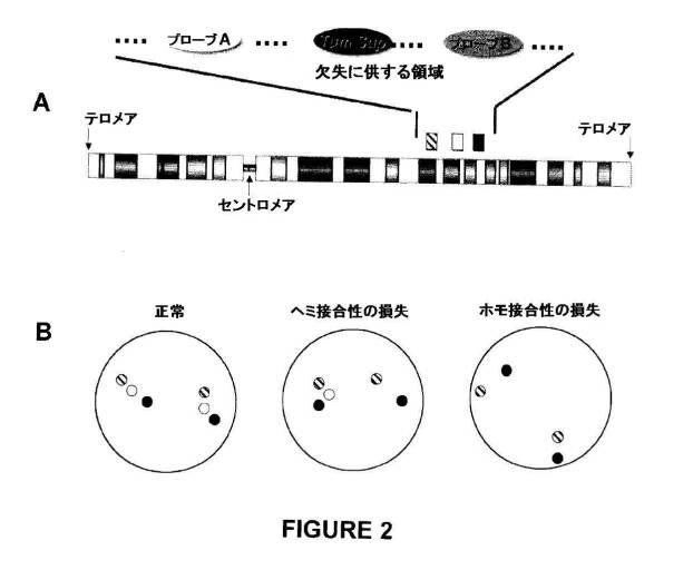 5976550-蛍光ｉｎｓｉｔｕハイブリダイゼーションによる癌抑制遺伝子の欠失を検出するための方法、プローブセットおよびキット 図000026