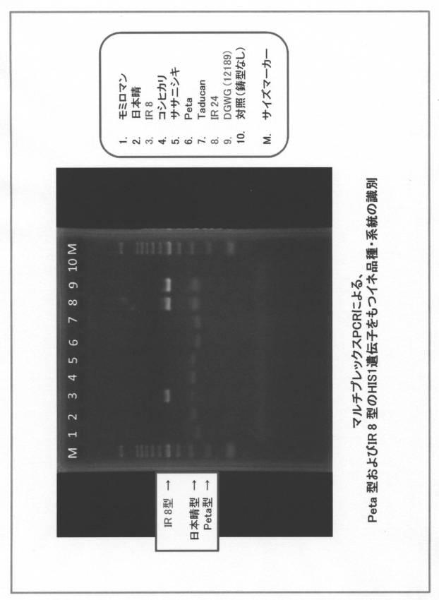 5977605-４−ＨＰＰＤ阻害剤に対する感受性を判定する方法 図000026
