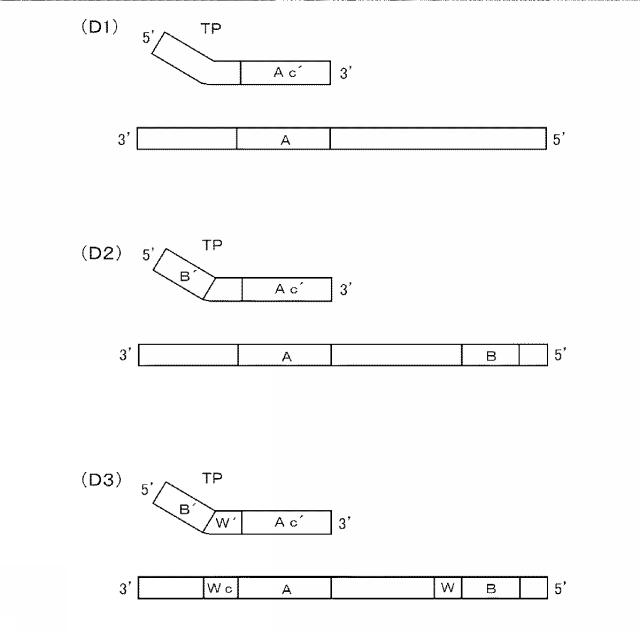 6006814-核酸増幅用プライマーの設計方法、核酸増幅用プライマーの製造方法、核酸増幅用プライマー、プライマーセット、および核酸の増幅方法 図000026