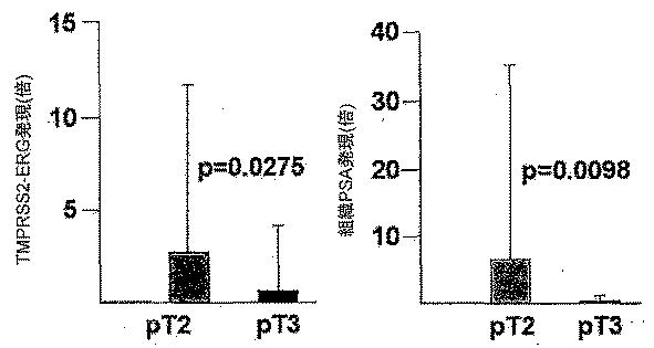 6383743-ＥＲＧ遺伝子発現における前立腺癌特異的変化ならびにそれらの変化に基づく検出および治療方法 図000026