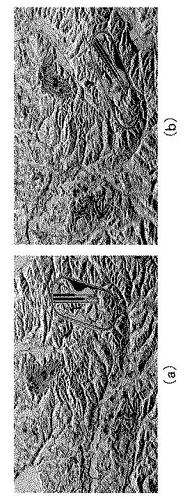 6421395-ＳＡＲ図からの立体地形図形成方法 図000026