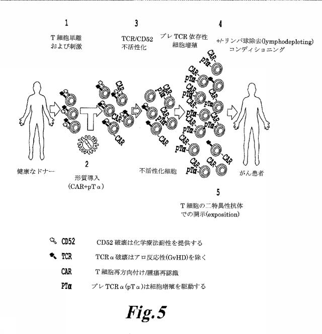 6463672-ＴＣＲアルファ欠損Ｔ細胞を増殖させるためのプレＴアルファまたはその機能性変種の使用 図000026