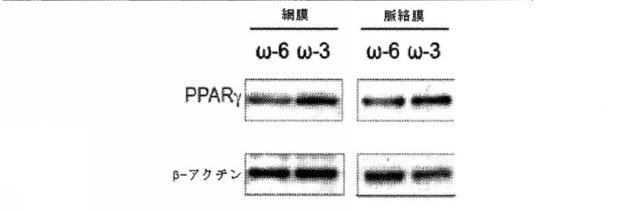 6526570-炎症及び血管形成を減少させるＣＹＰ４５０脂質メタボライト 図000026