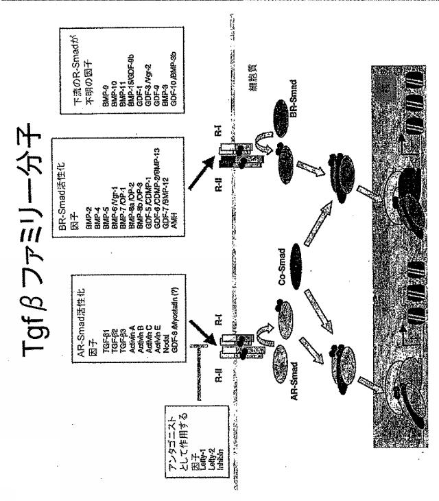 6595041-ＰＤＸ１発現背側及び腹側前腸内胚葉 図000026