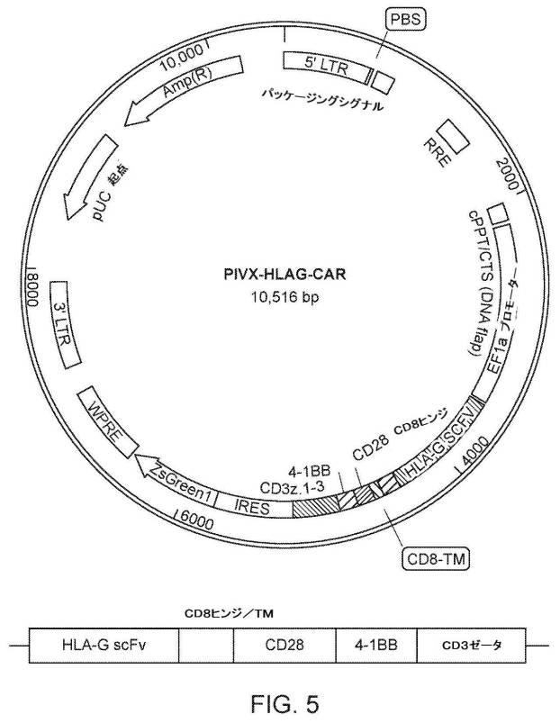 6843062-ＣＡＲ  Ｔ細胞免疫療法のための新規標的としてのＨＬＡ−Ｇ 図000026