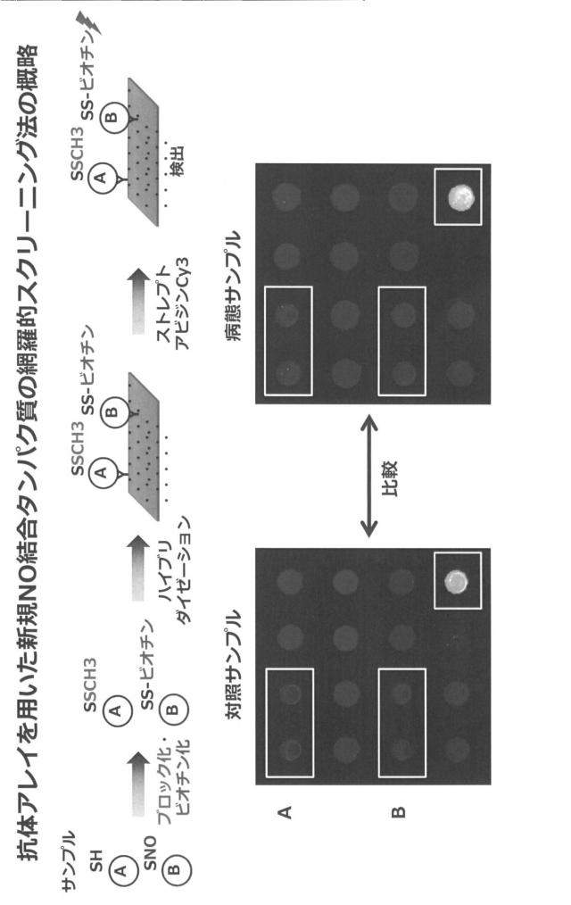 6887640-ＤＮＭＴのＳ−ニトロシル化阻害剤、がん治療薬及びそのスクリーニング方法 図000026