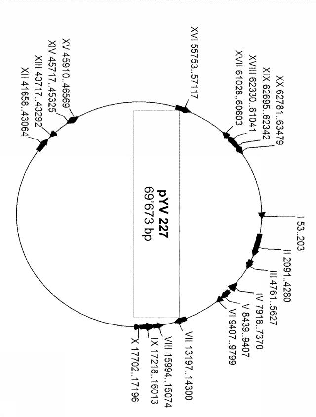 6976351-弱毒化細菌に基づくタンパク質送達 図000026