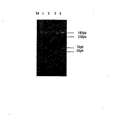 5715414-ＡＨＡＳＬ１の複数の除草剤耐性対立遺伝子を有する除草剤耐性ヒマワリ植物及び使用方法 図000027