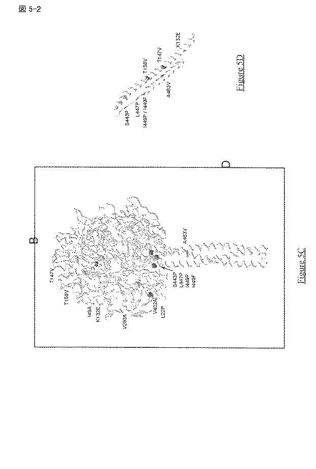 5813509-ＰＩＶ−５およびＰＩＶ−２のＦタンパク質の突然変異タンパク質 図000027