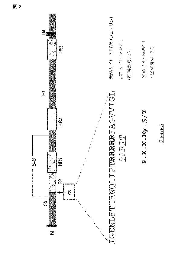 5823296-ＰＩＶ−５及びＰＩＶ−２のＦタンパク質の突然変異タンパク質 図000027