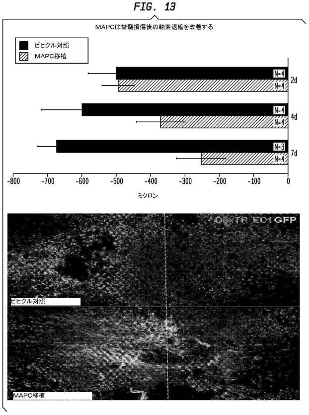 5933623-ニューロンの軸索退縮を予防するための幹細胞の使用 図000027