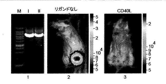 5951909-バクテリオファージＴ４ＤＮＡパッケージングマシンを用いた遺伝子およびタンパク質のインビトロおよびインビボ送達 図000027