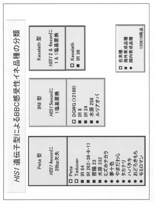 5977605-４−ＨＰＰＤ阻害剤に対する感受性を判定する方法 図000027