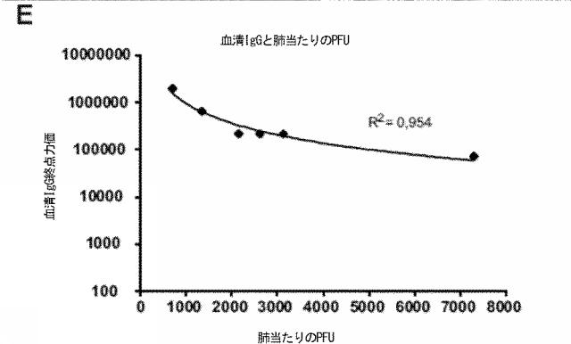 6016799-呼吸器合胞体ウイルスワクチン 図000027