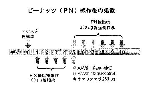 6878301-アレルゲンに対する反応を予防するための遺伝子治療 図000027