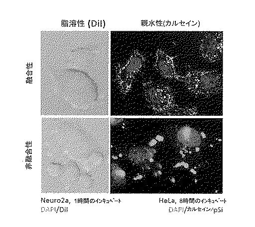 6894423-融合性リポソーム被覆多孔質ケイ素ナノ粒子 図000027