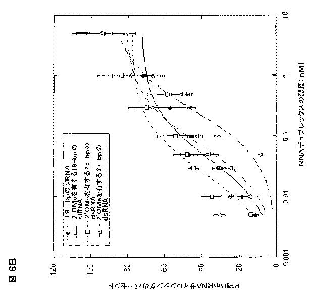 5697993-修飾ＲＮＡｉポリヌクレオチドおよびその使用 図000028