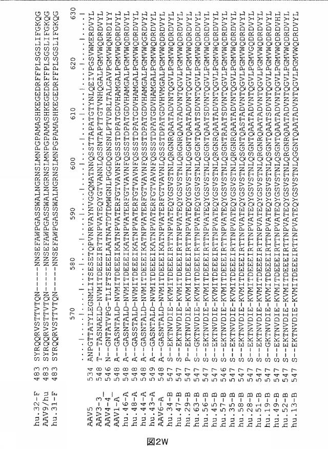 5797397-アデノ随伴ウイルス（ＡＡＶ）の同源系統群（クレイド）、配列、それらを含有するベクターおよびそれらの用途 図000028