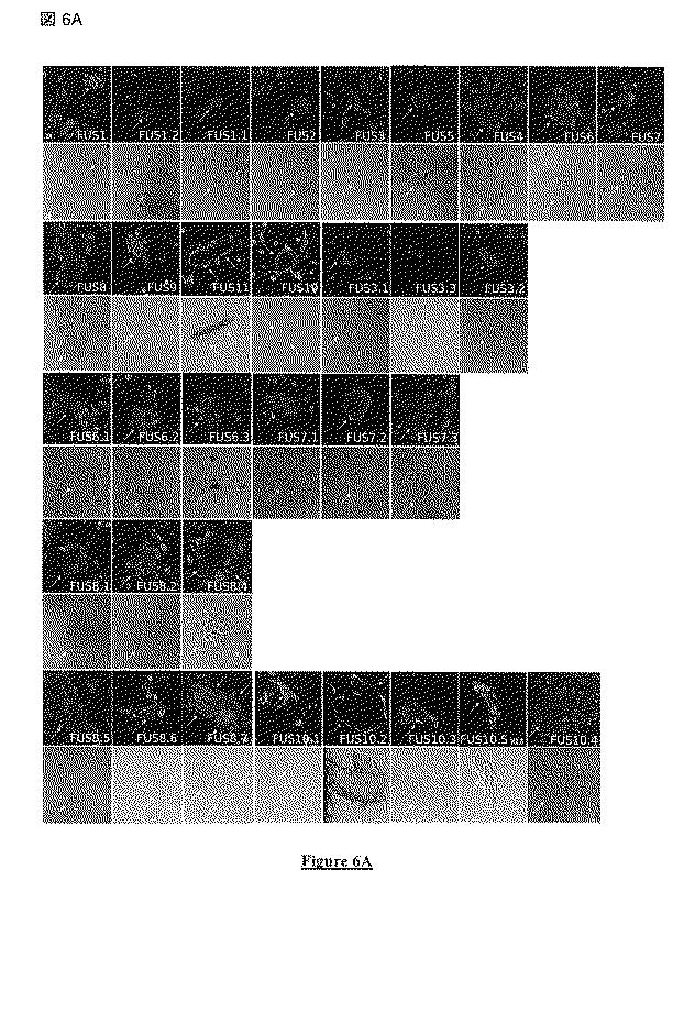 5813509-ＰＩＶ−５およびＰＩＶ−２のＦタンパク質の突然変異タンパク質 図000028