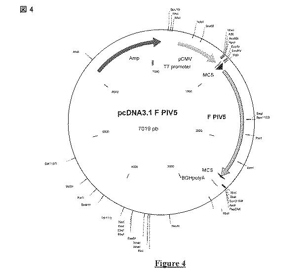 5823296-ＰＩＶ−５及びＰＩＶ−２のＦタンパク質の突然変異タンパク質 図000028