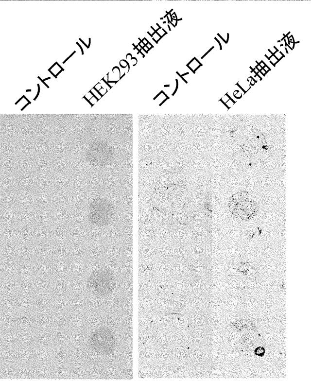 5865703-骨髄間葉系および／または多能性幹細胞の血中動員による組織再生促進剤 図000028