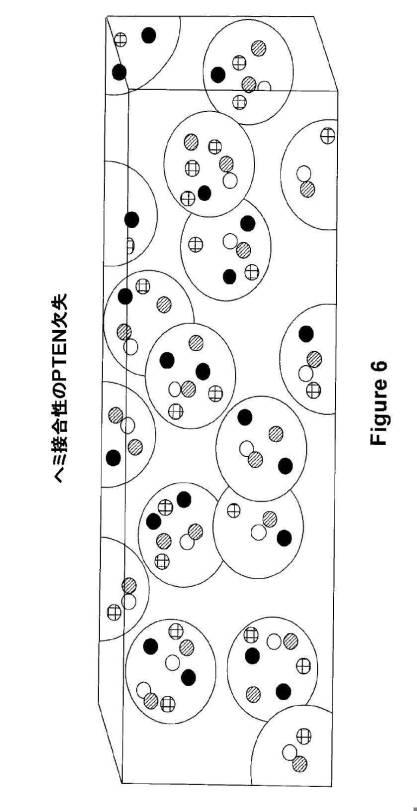 5976550-蛍光ｉｎｓｉｔｕハイブリダイゼーションによる癌抑制遺伝子の欠失を検出するための方法、プローブセットおよびキット 図000028