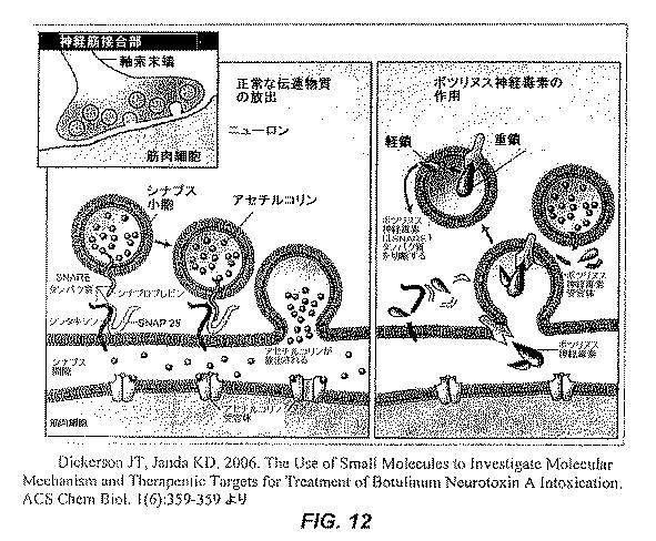 5984884-局所血管送達による、高血圧症を治療するためのグアネチジンの使用 図000028