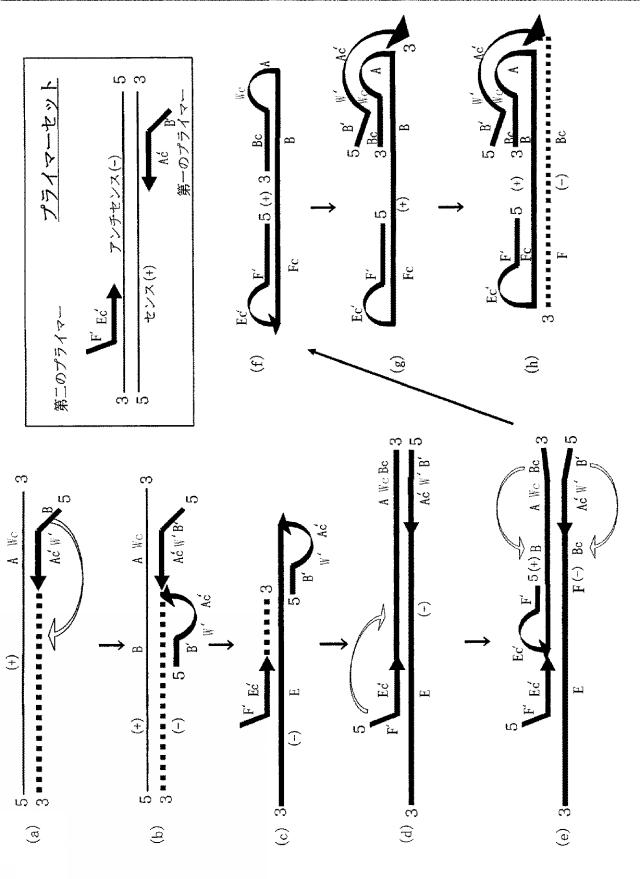 6006814-核酸増幅用プライマーの設計方法、核酸増幅用プライマーの製造方法、核酸増幅用プライマー、プライマーセット、および核酸の増幅方法 図000028