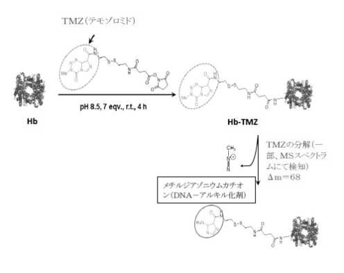 6392855-がん治療および診断イメージングのための修飾ヘモグロビンベース系治療剤を含む医薬組成物 図000028