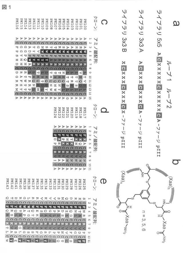 6568161-構造化ポリペプチドの特異性のモジュレーション 図000028