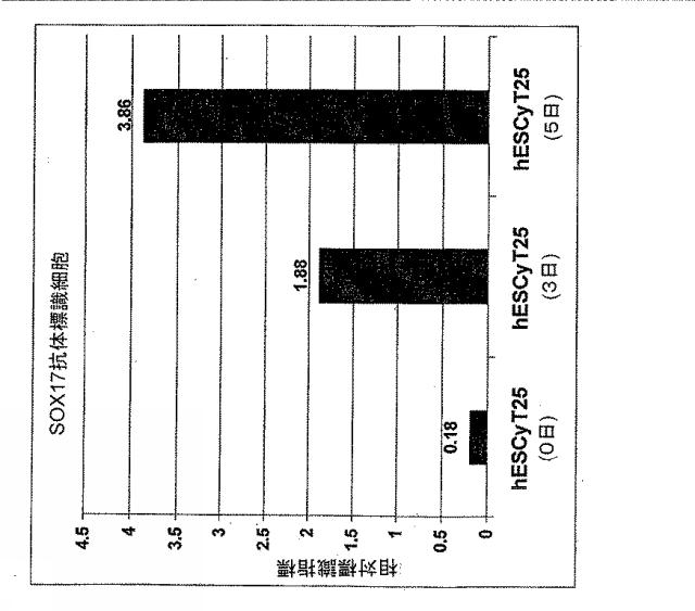 6595041-ＰＤＸ１発現背側及び腹側前腸内胚葉 図000028