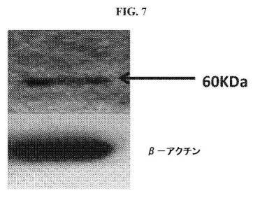 6843062-ＣＡＲ  Ｔ細胞免疫療法のための新規標的としてのＨＬＡ−Ｇ 図000028