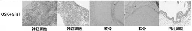 5765746-効率的な人工多能性幹細胞の樹立方法 図000029