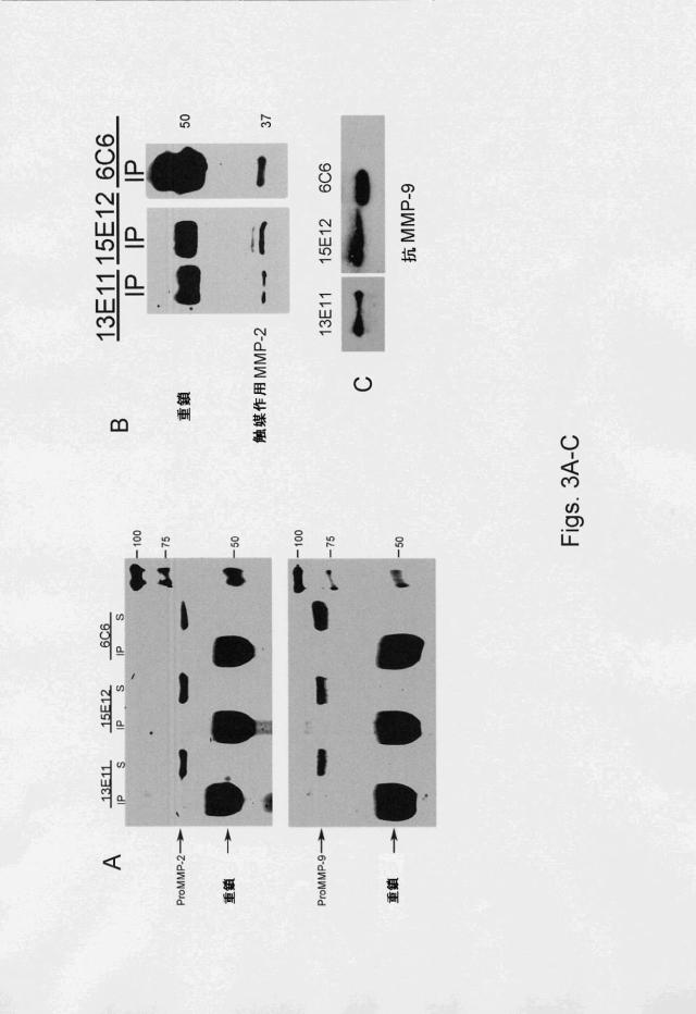 5792231-金属タンパク質の活性を阻害するために有用な抗体および該抗体を含有する医薬組成物 図000029