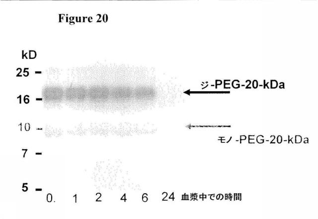 5806816-生理学的に許容されるポリマー分子を特異的に検出するための方法および組成物 図000029