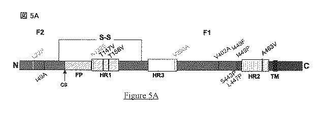 5823296-ＰＩＶ−５及びＰＩＶ−２のＦタンパク質の突然変異タンパク質 図000029