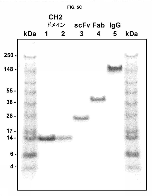 5889533-改変された抗体定常ドメイン分子 図000029