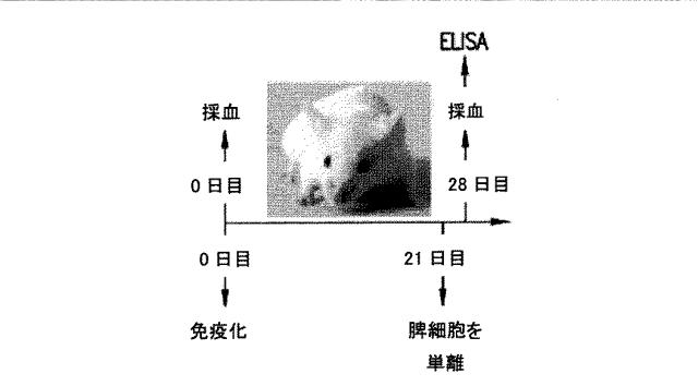 5951909-バクテリオファージＴ４ＤＮＡパッケージングマシンを用いた遺伝子およびタンパク質のインビトロおよびインビボ送達 図000029