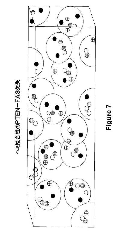 5976550-蛍光ｉｎｓｉｔｕハイブリダイゼーションによる癌抑制遺伝子の欠失を検出するための方法、プローブセットおよびキット 図000029