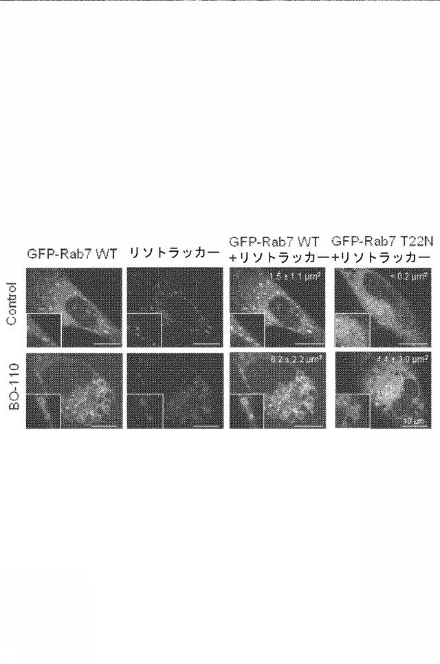 6222749-医薬組成物及びその使用 図000029