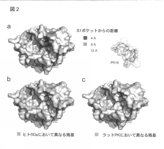 6568161-構造化ポリペプチドの特異性のモジュレーション 図000029