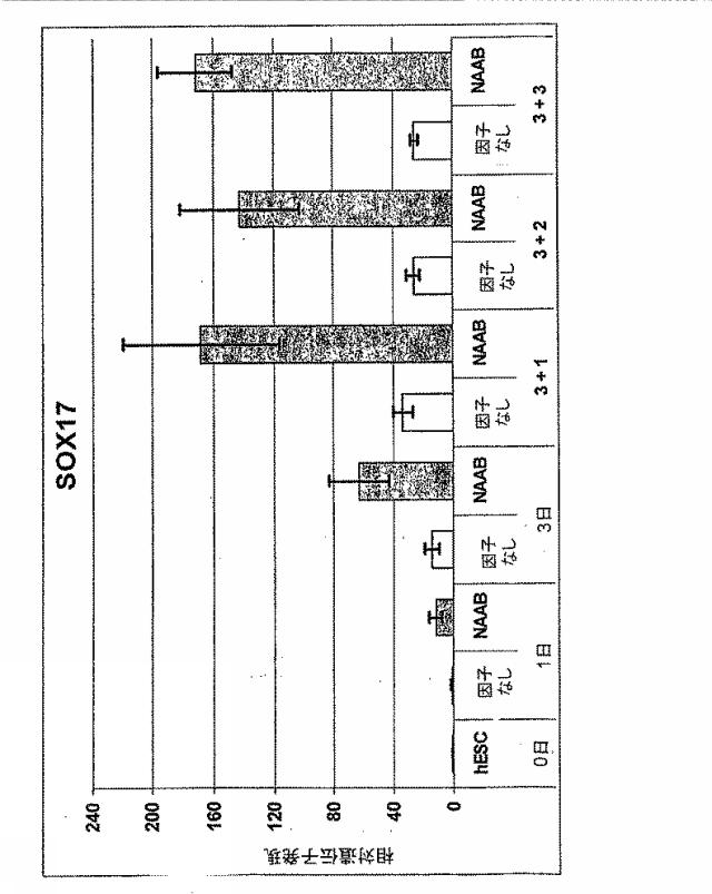 6595041-ＰＤＸ１発現背側及び腹側前腸内胚葉 図000029