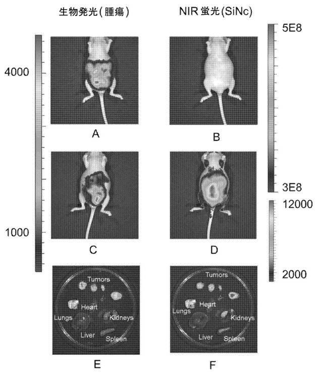 6769992-ポリマーナノ粒子における感光性化合物を含む組成物およびその組成物を使用する方法 図000029