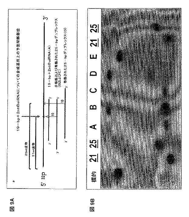 5697993-修飾ＲＮＡｉポリヌクレオチドおよびその使用 図000030