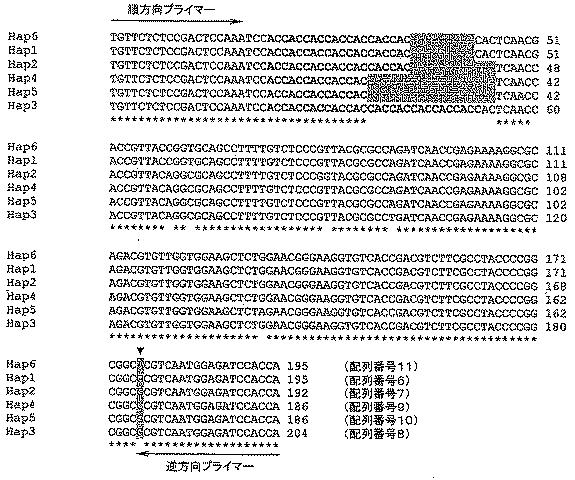 5715414-ＡＨＡＳＬ１の複数の除草剤耐性対立遺伝子を有する除草剤耐性ヒマワリ植物及び使用方法 図000030