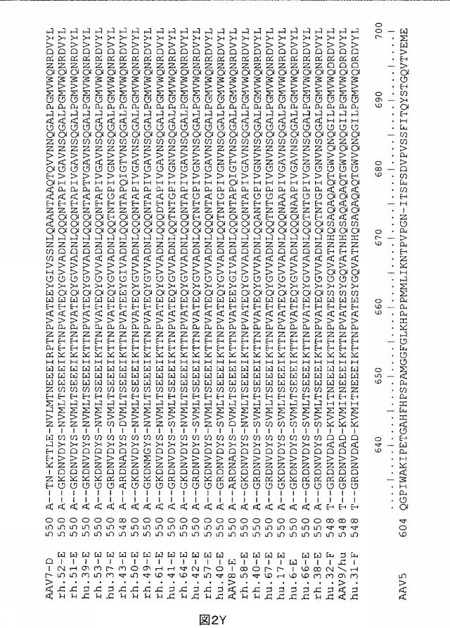 5797397-アデノ随伴ウイルス（ＡＡＶ）の同源系統群（クレイド）、配列、それらを含有するベクターおよびそれらの用途 図000030