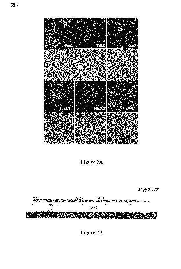 5813509-ＰＩＶ−５およびＰＩＶ−２のＦタンパク質の突然変異タンパク質 図000030