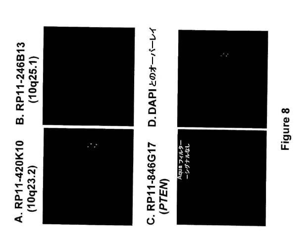 5976550-蛍光ｉｎｓｉｔｕハイブリダイゼーションによる癌抑制遺伝子の欠失を検出するための方法、プローブセットおよびキット 図000030