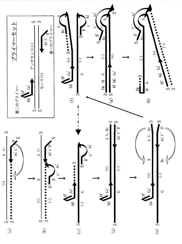 6006814-核酸増幅用プライマーの設計方法、核酸増幅用プライマーの製造方法、核酸増幅用プライマー、プライマーセット、および核酸の増幅方法 図000030